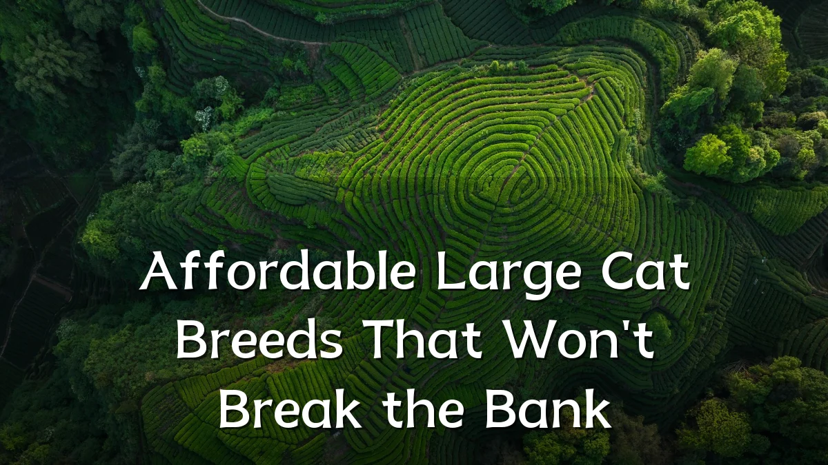 Affordable Large Cat Breeds That Won't Break the Bank