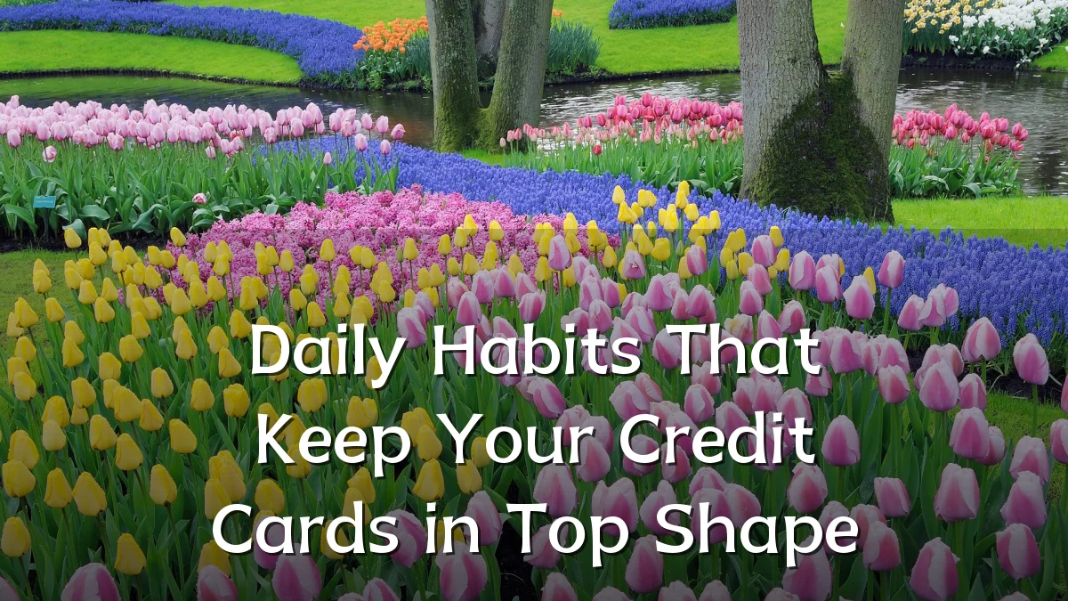 Daily Habits That Keep Your Credit Cards in Top Shape