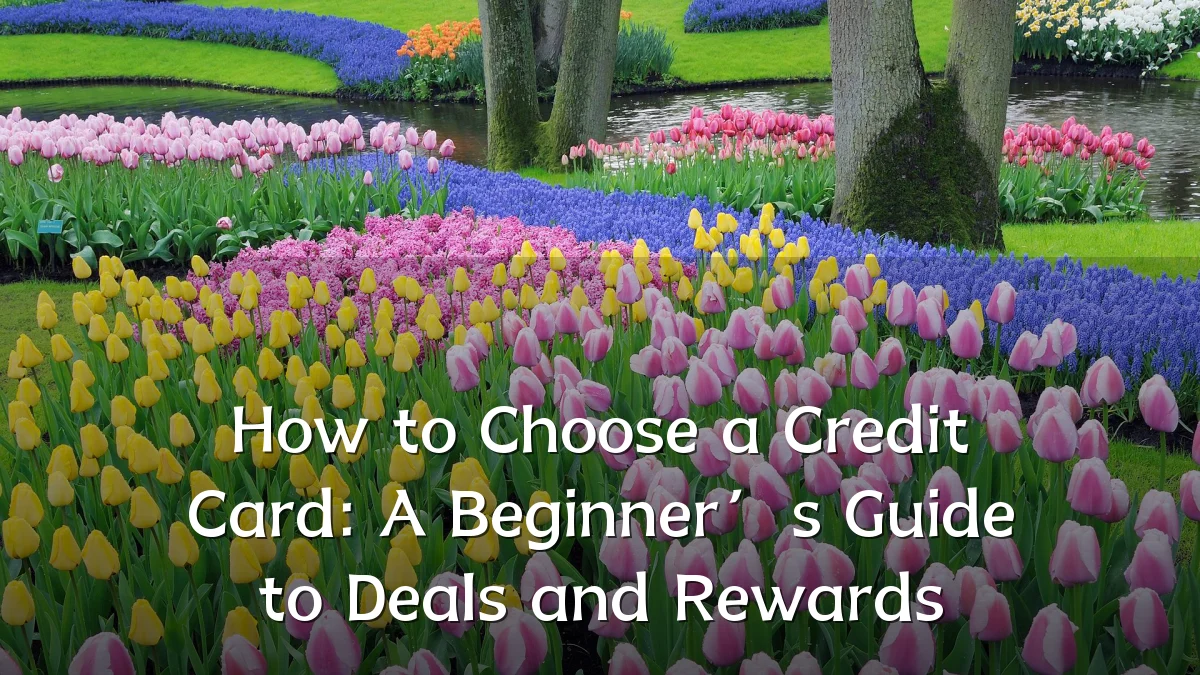 How to Choose a Credit Card: A Beginner’s Guide to Deals and Rewards