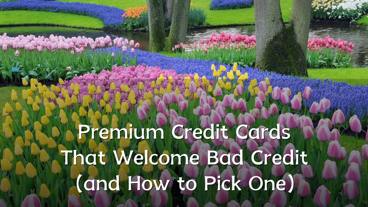 Premium Credit Cards That Welcome Bad Credit (and How to Pick One)