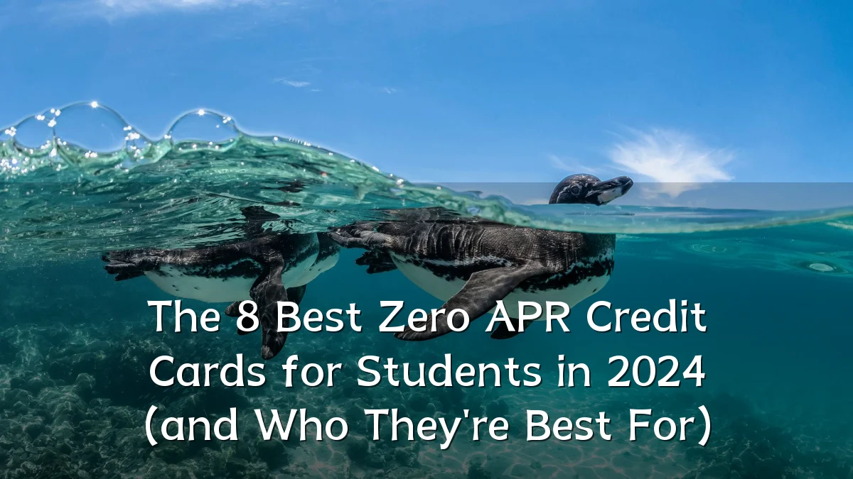 The 8 Best Zero APR Credit Cards for Students in 2024 (and Who They're Best For)